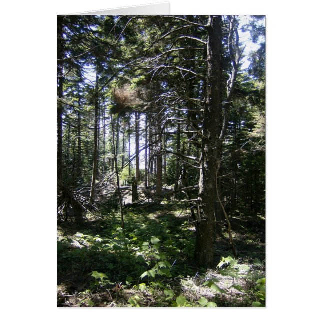 La carta de las hadas monheganas (Frente)