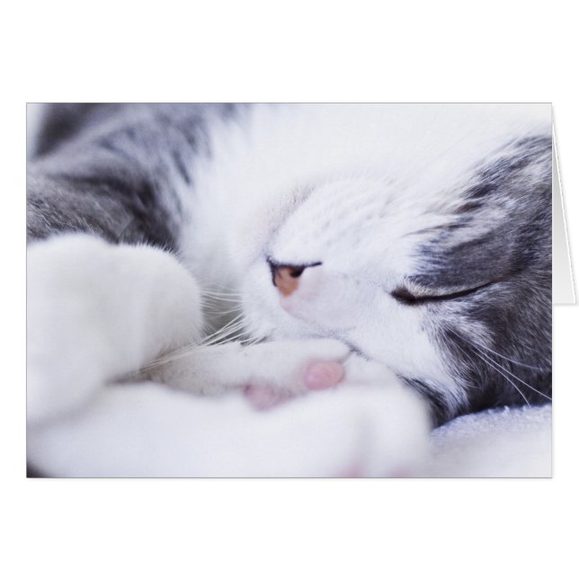 La carta de vida de un gato vacía (Anverso (Horizontal))