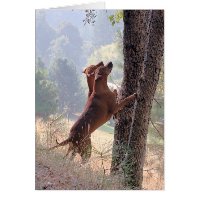 La caza de ardillas (Frente)