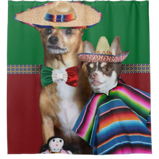 La chihuahua mexicana persigue la cortina de ducha