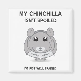 La chinchilla no es imán estropeado