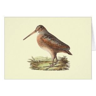 La coalla americana	(menor de Rusticola)