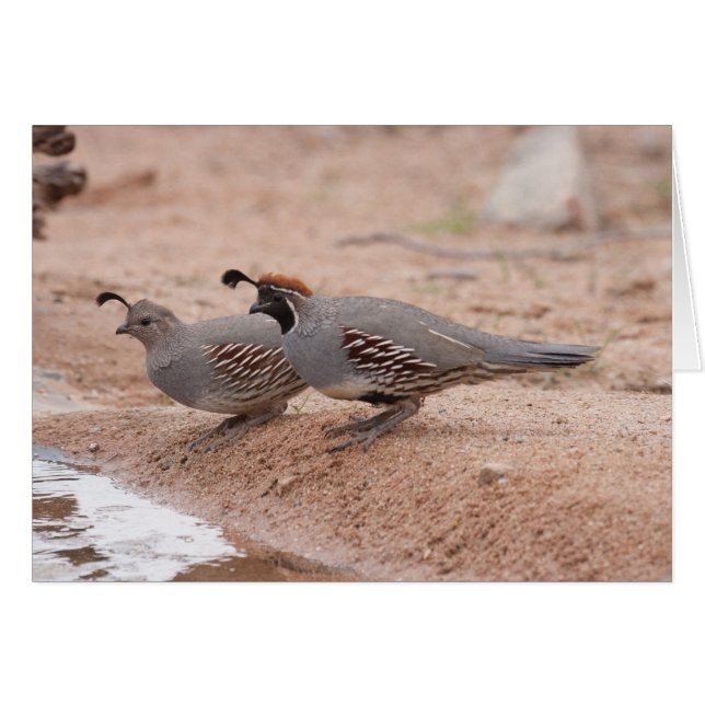 La codorniz de Gambel macho y hembra (Anverso (Horizontal))