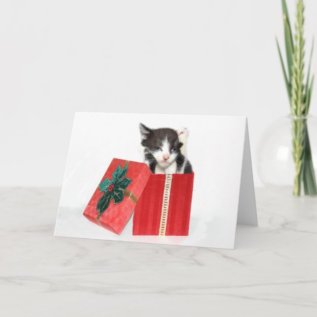 La curiosidad consiguió el gatito del navidad (Anverso)