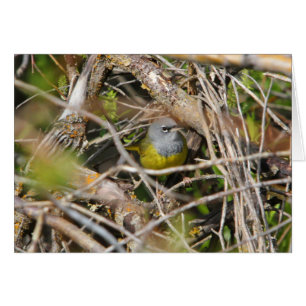 La curruca de MacGillivray