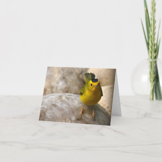 La curruca de Wilson - Joe Sweeney - tarjeta (Anverso)