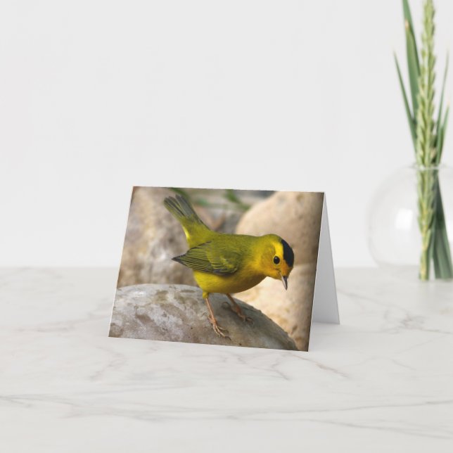 La curruca de Wilson - Joe Sweeney - tarjeta (Anverso)