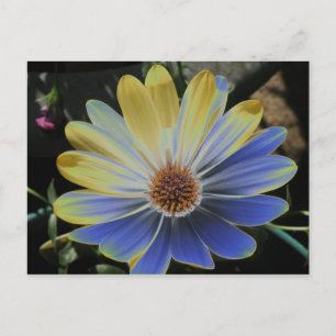 La Daisy Lapis africana y la postal de oro