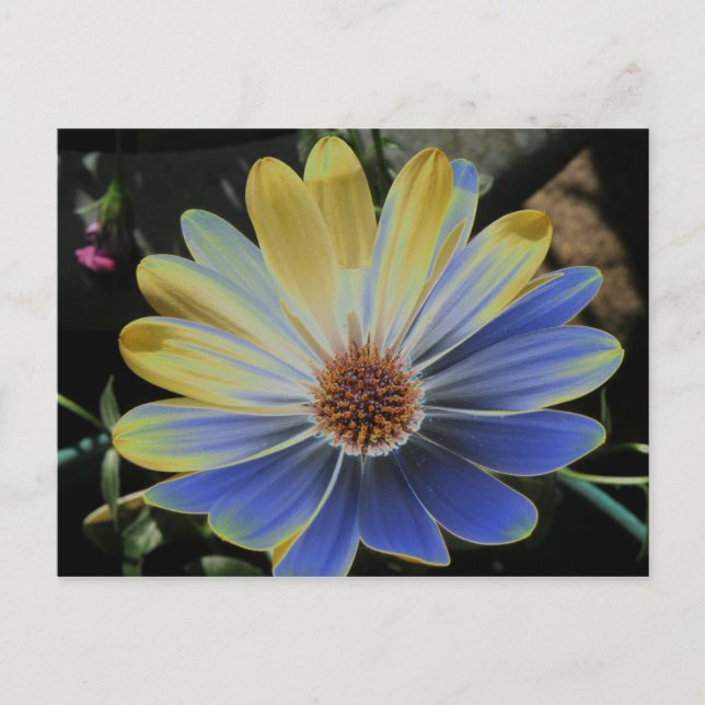 La Daisy Lapis africana y la postal de oro (Anverso)