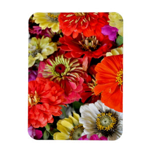 La dalia colorida florece el imán