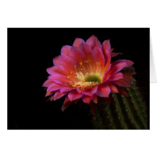 La delicia del Cactus en flor