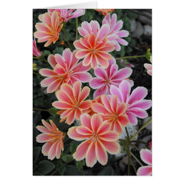 La encantadora Lewisia-Cotyledon (Frente)