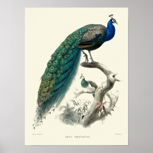 La época victoriana del arte del pavo real (Frente)