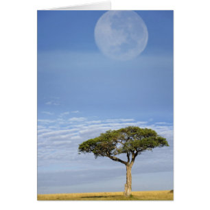 La Espina de los Paraguas Acacia, Acacia tortilis 