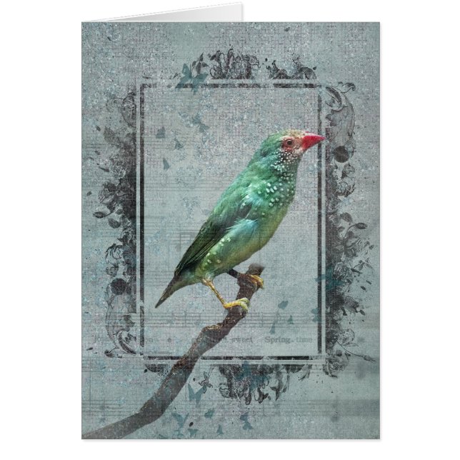 La estrella australiana Finch sobre la música (Frente)