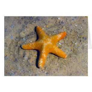 La estrella de mar en la arena