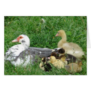 La familia Muscovy Plus Gosling