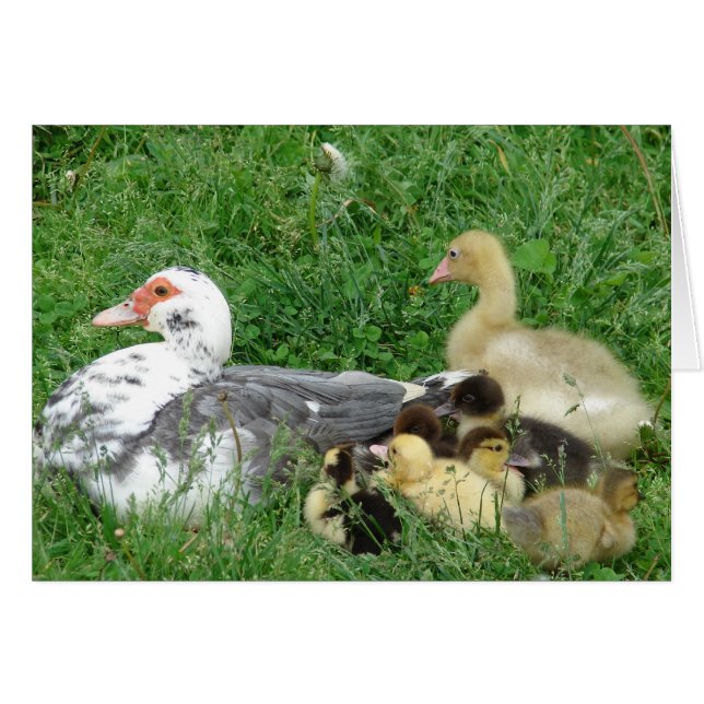 La familia Muscovy Plus Gosling (Anverso (Horizontal))