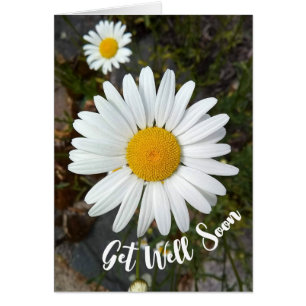La flor Perky White Daisy se pone bien pronto
