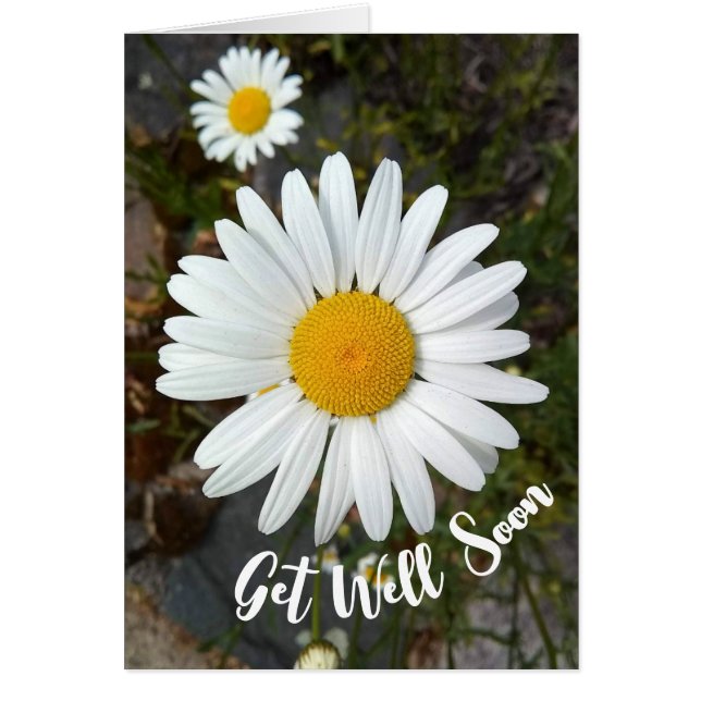 La flor Perky White Daisy se pone bien pronto (Frente)