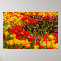 la floración de tulipanes en Papel para Póster (Ma