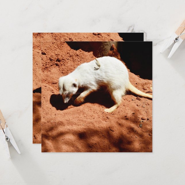 La Forrajera de la Naturaleza: Meerkat blanco cava (Anverso/Reverso In Situ)