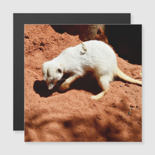 La Forrajera de la Naturaleza: Meerkat blanco cava