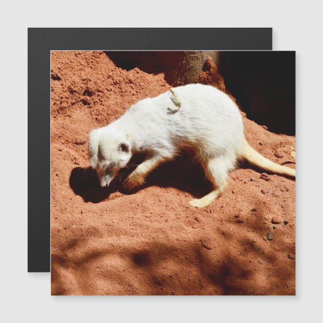 La Forrajera de la Naturaleza: Meerkat blanco cava (Anverso/Reverso)