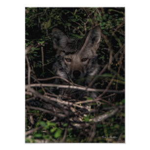 La foto de mamá de Guemes Island Print