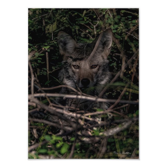 La foto de mamá de Guemes Island Print (Frente)
