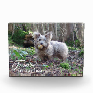 La foto de tu perro por siempre en nuestros corazo