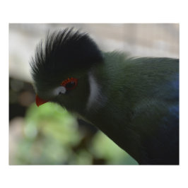 LA FOTO IMPRESIÓN DEL TURACO DE GUINEA