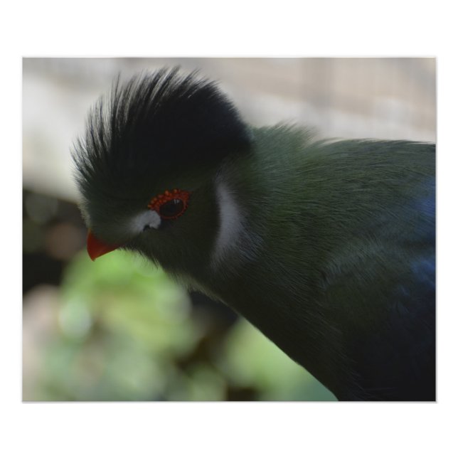 LA FOTO IMPRESIÓN DEL TURACO DE GUINEA (Frente)