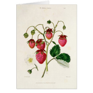 La fresa de Roseberry, grabada por Watte