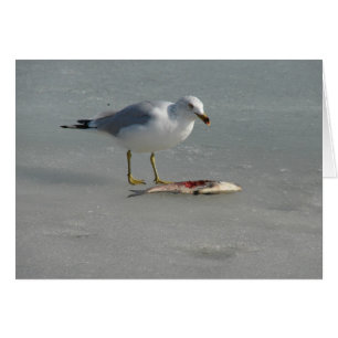 La gaviota come pescado