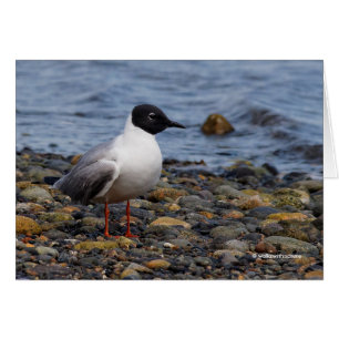 La gaviota de Bonaparte en la playa