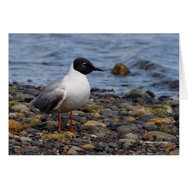La gaviota de Bonaparte en la playa (Anverso (Horizontal))
