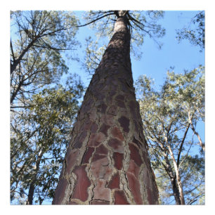 La Gerche Ponderosa Pine Foto Ampliación
