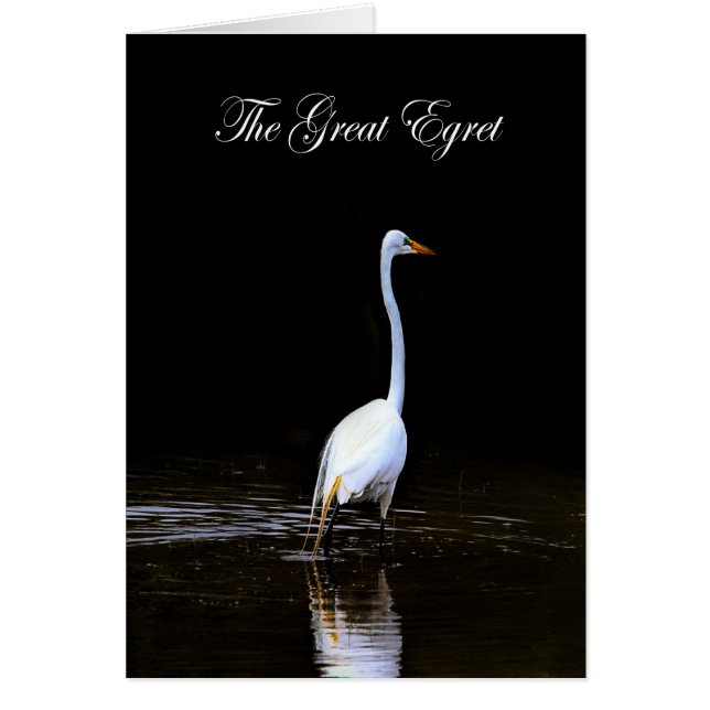 La gran COLECCIÓN Egret Water - WETLANDS - Blank (Frente)