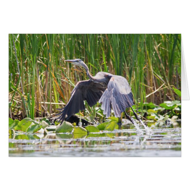 La Gran Heron Azul despegando (Anverso (Horizontal))