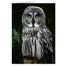 La Gran Lechuza Gris