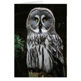 La Gran Lechuza Gris