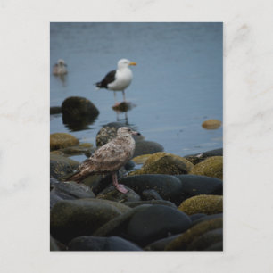 La gran postal de la gaviota con respaldo negro