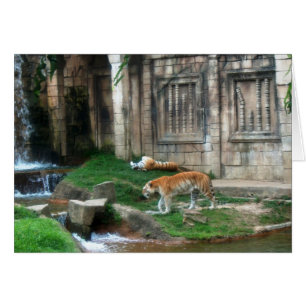 La guarida del tigre
