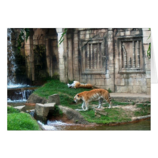 La guarida del tigre (Anverso (Horizontal))