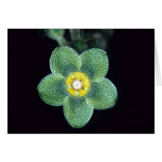 LA GUAYANA FRANCESA: Gracieae de Matelea