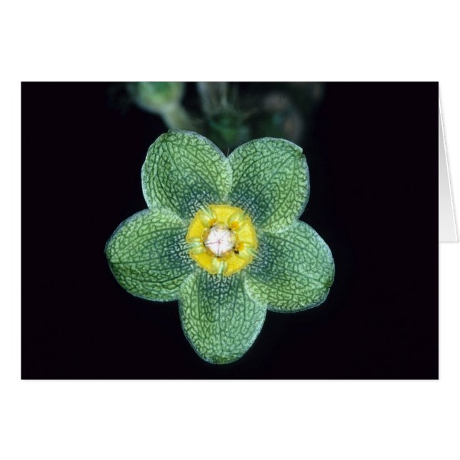 LA GUAYANA FRANCESA: Gracieae de Matelea (Anverso (Horizontal))