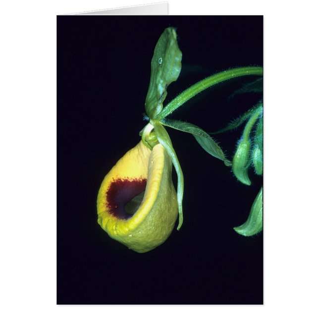 LA GUAYANA FRANCESA: Palmifolium del Selenipedium (Frente)