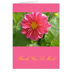 La hermosa Dahlia de color Rosa