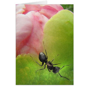 La hormiga y el Peony